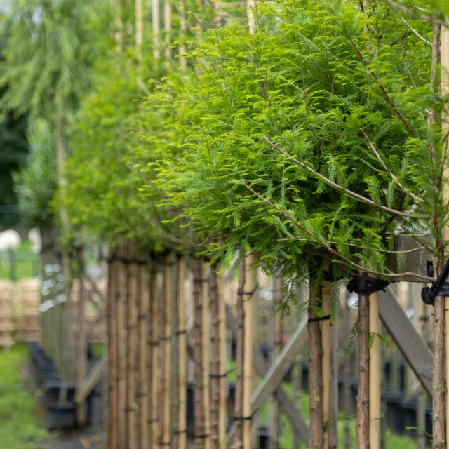 Bomen verplanten