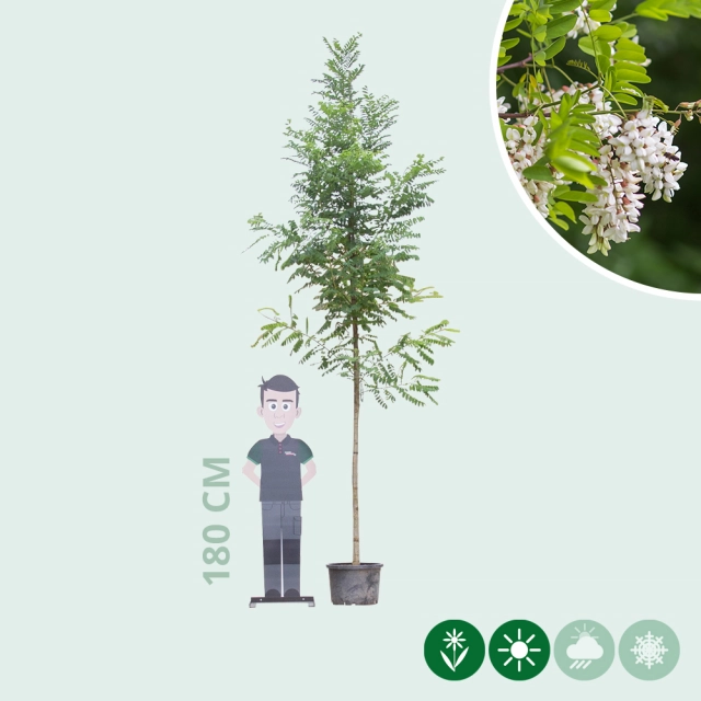 Valse acacia 'Bessoniana'