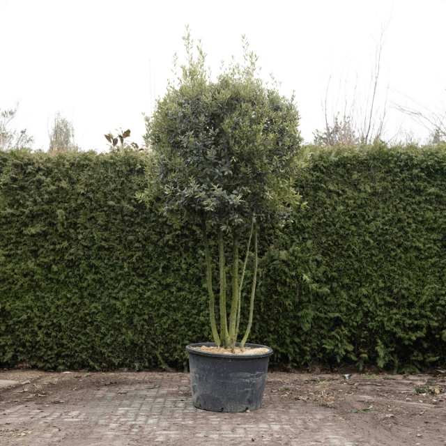 Steeneik meerstammig volgroeid #73