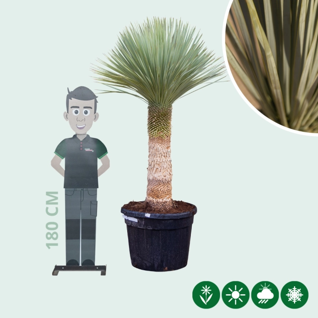 Yucca rostrata palmlelie