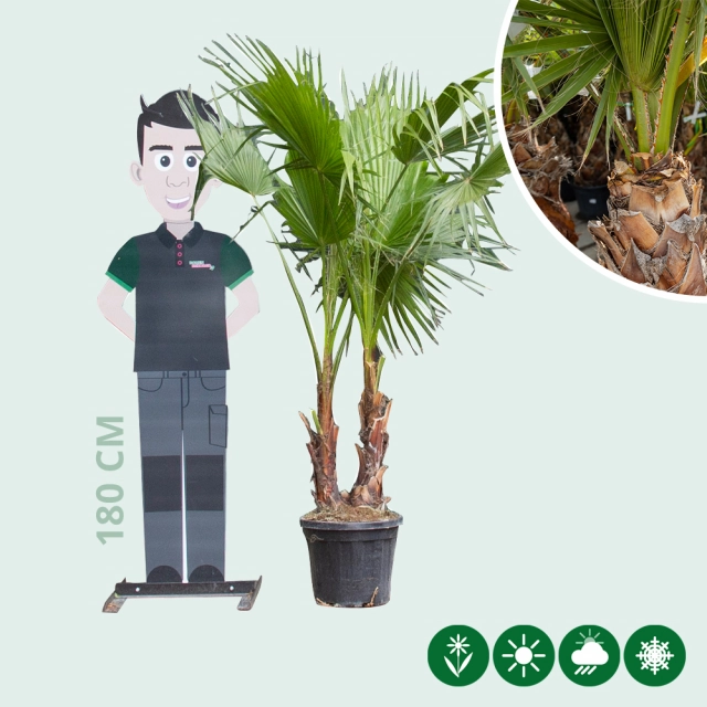 Mexicaanse waaierpalm duostam