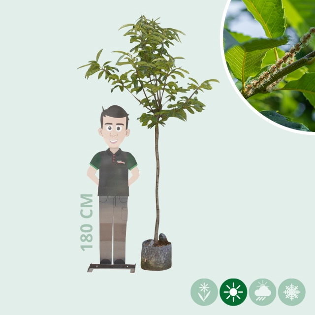 Tamme kastanje Dorree de Lyon