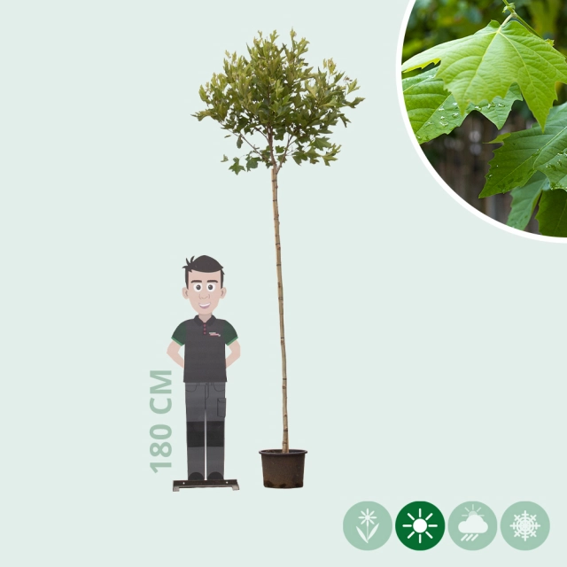 Bol plataan 220 cm stamhoogte