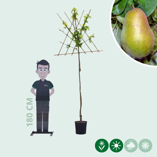Pyrus c. 'Triomphe de Vienne' hoogstam leiboom