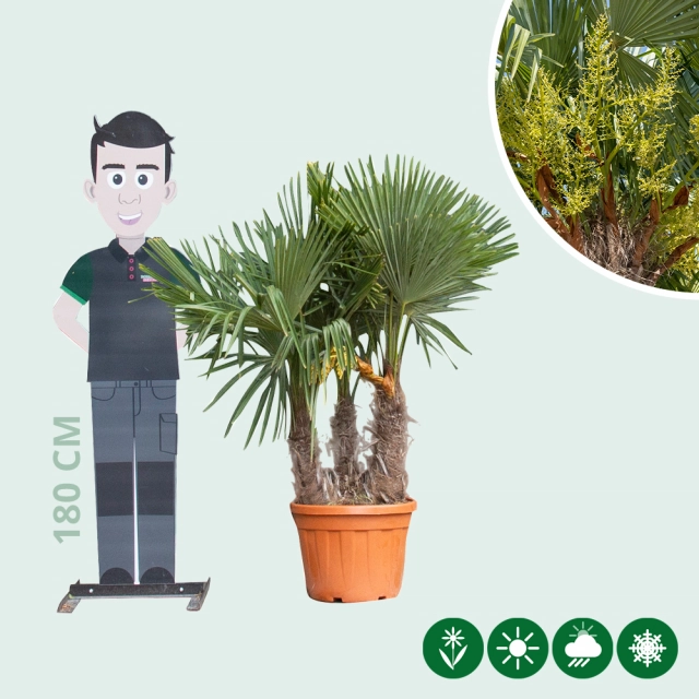 Chinese waaierpalm triple stam