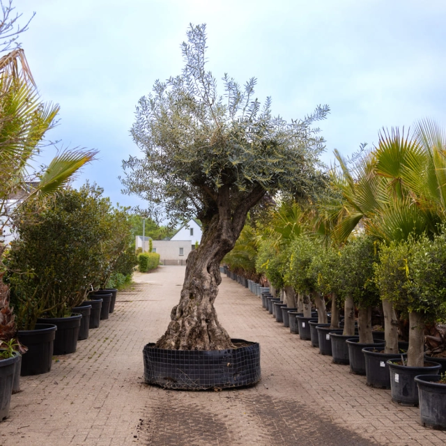 Olijfboom 'Bonsai' #159