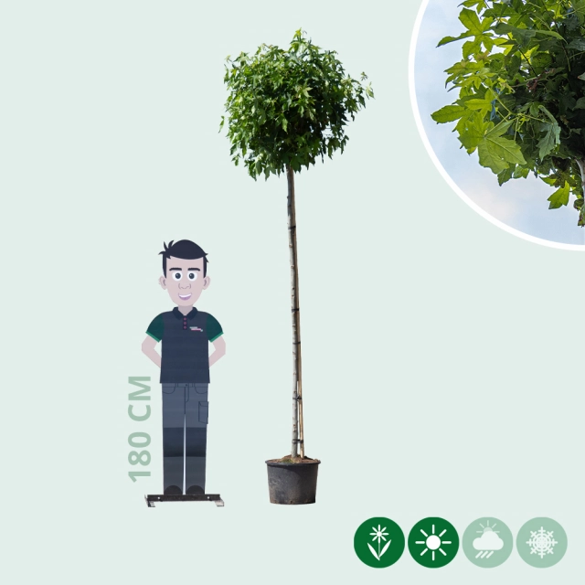 Amberboom bolvorm 220 cm stamhoogte