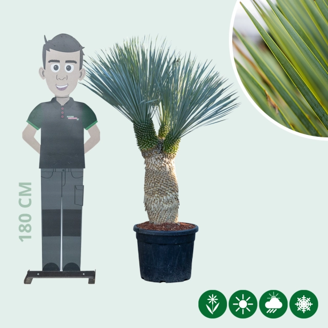 Yucca rostrata palmlelie multihead