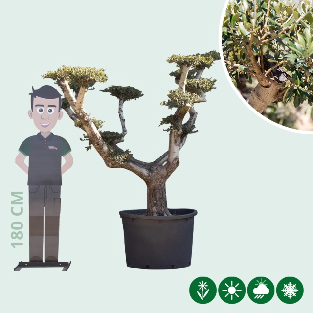 Olijfboom 'Pom pom' XXL