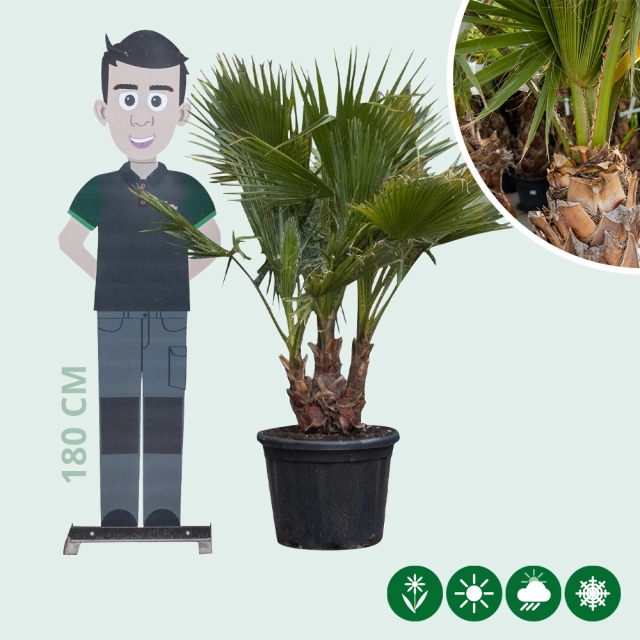 Mexicaanse waaierpalm meerstammig