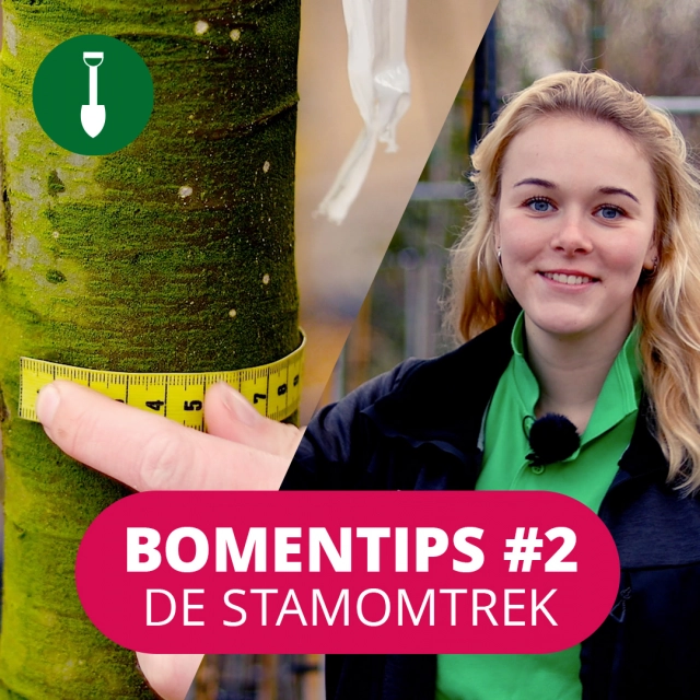 Bomentip #2 De stamomtrek