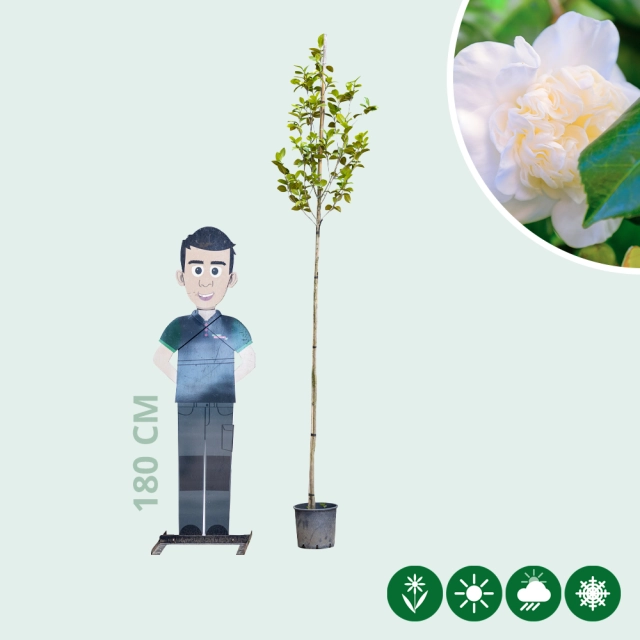 Camellia 'Snowball' hoogstam