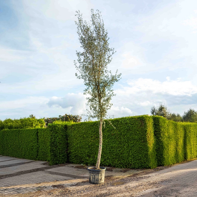 Kurkeik hoogstam volgroeid #1