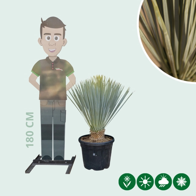Yucca rostrata palmlelie