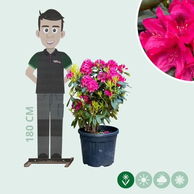 Rhododendron Nova Zembla