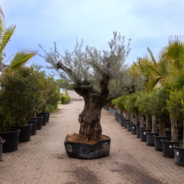 Olijfboom 'Bonsai' #161