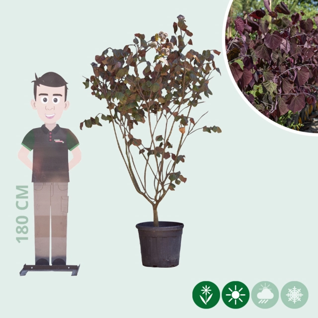 Judasboom 'Forest Pansy' meerstammig