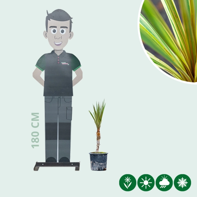 Koolpalm Torbay dazzler