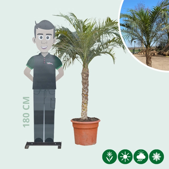 Dwergdadelpalm 150 cm