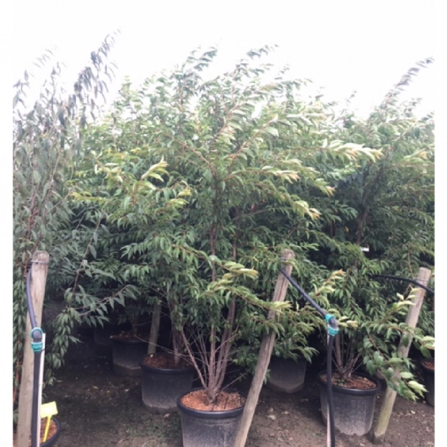 Japanse sierkers 'Autumnalis' solitair