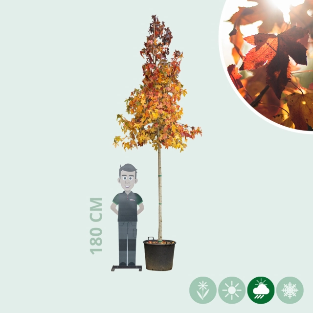 Amberboom hoogstam 400 cm