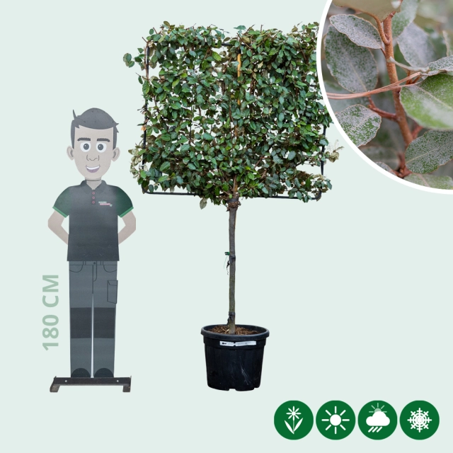 Olijfwilg leiboom volgroeid