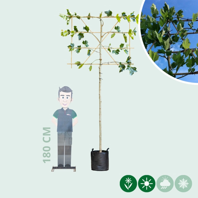 Leiplataan 200 cm