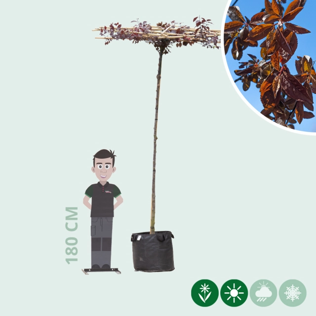 Kerspruim vierkant dak 200-220 cm stamhoogte