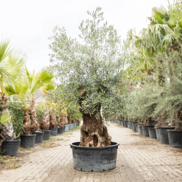 Olijfboom 'Bonsai' #196