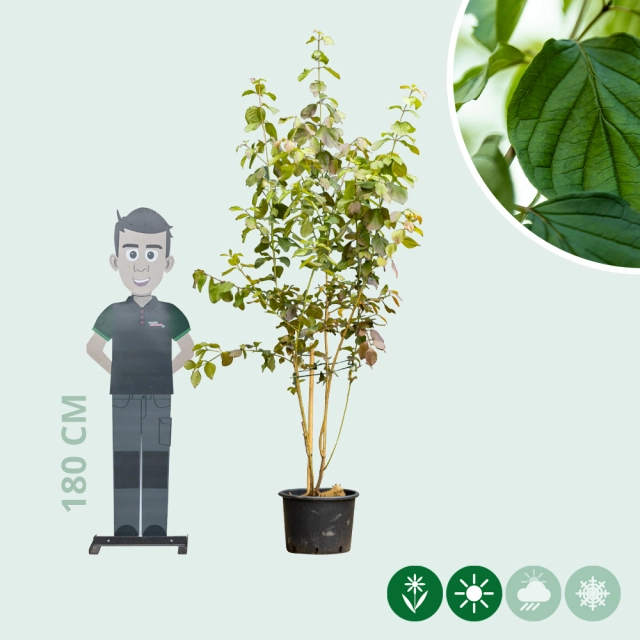 Rode kornoelje meerstammig