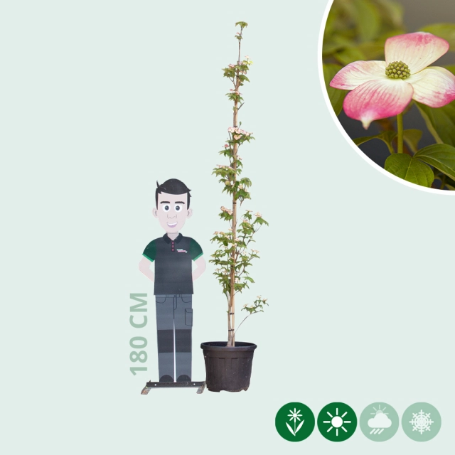 Kornoelje 'Stellar Pink' laagstam