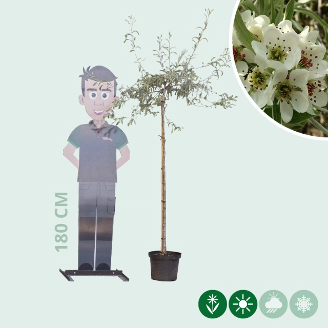 Wilgbladige treur sierpeer