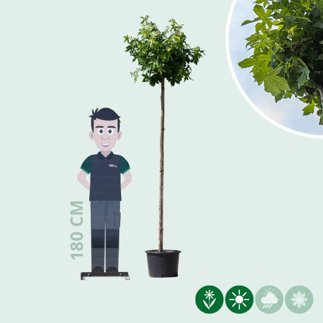 Amberboom bolvorm 180 cm stamhoogte