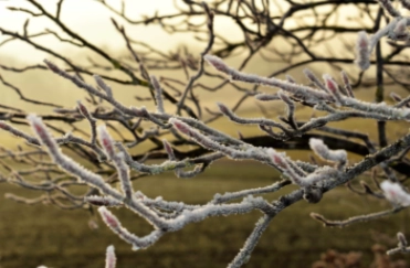 De top 5 meest winterharde bomen voor in je tuin