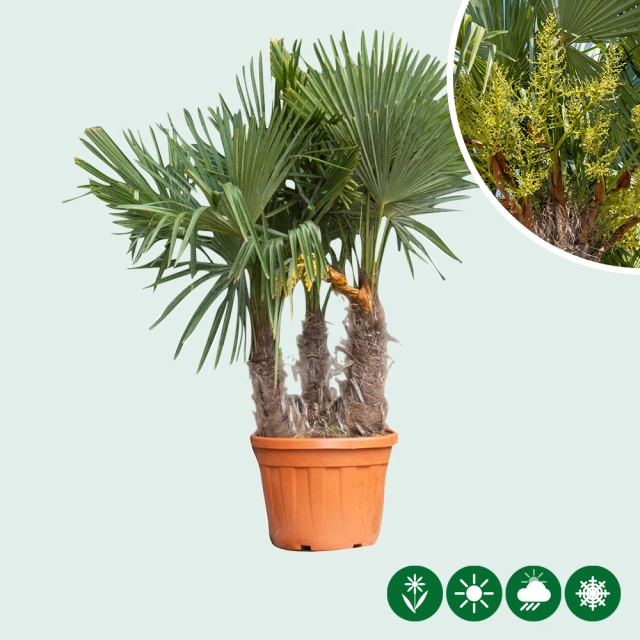 Chinese waaierpalm triple stam