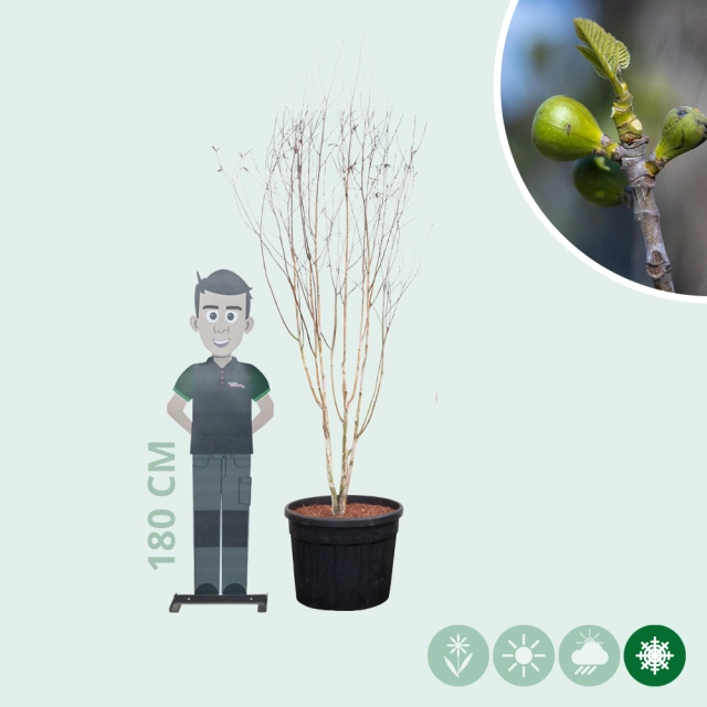 Witte berk meerstammig