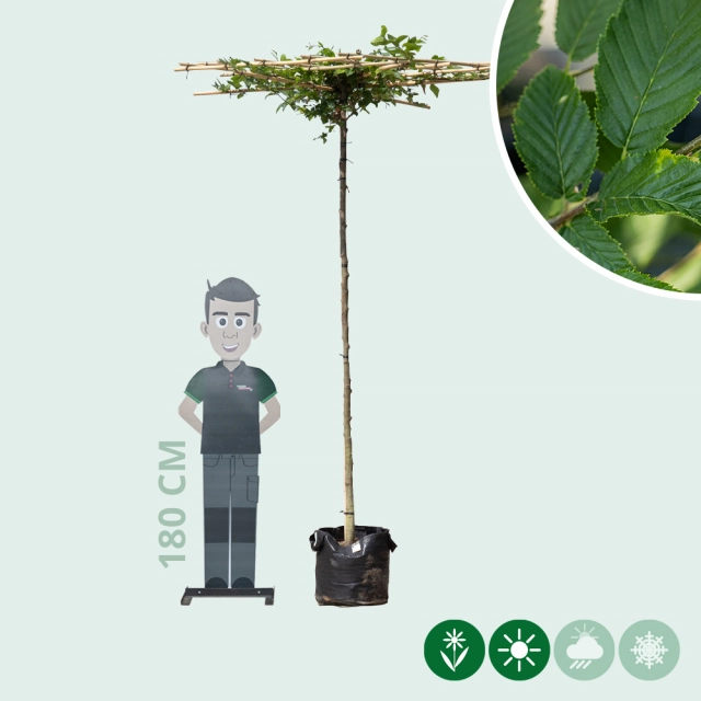 Haagbeuk vierkant dak 220 cm stamhoogte