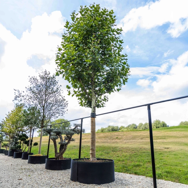 Plataan hoogstam #55