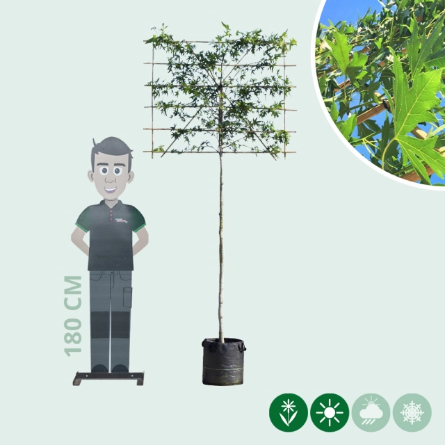 Lei amberboom 150 cm