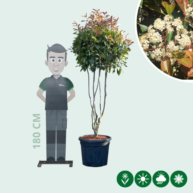 Glansmispel meerstammig