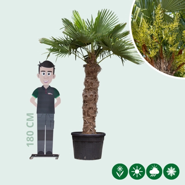 Chinese waaierpalm 120 cm stamhoogte