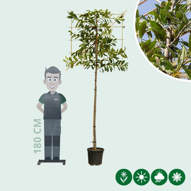 Leilaurier 150 cm