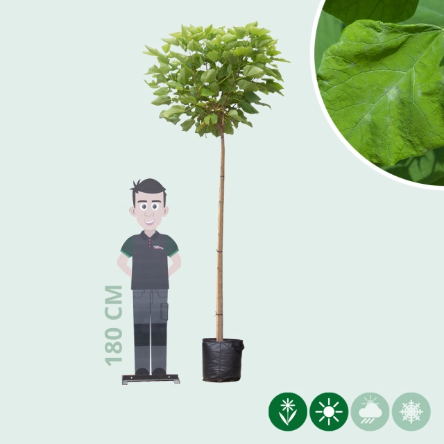 Bolcatalpa 200 cm stamhoogte