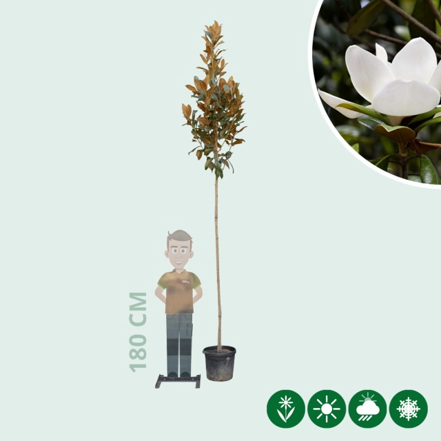 Magnolia grandiflora