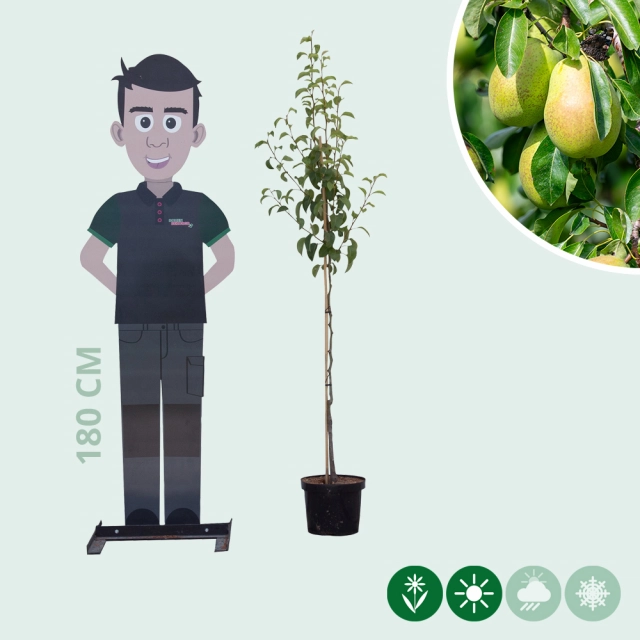 Pyrus c. 'Gieser Wildeman'