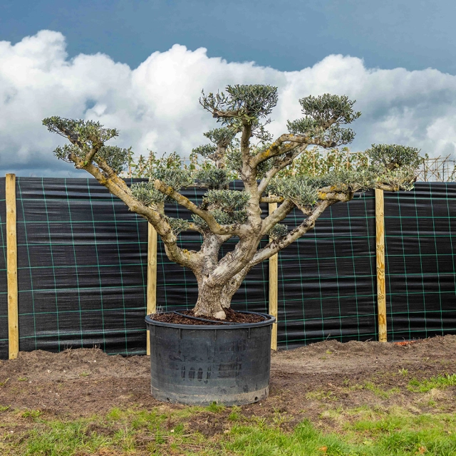 Olijfboom Pom Pom meerstammig #1