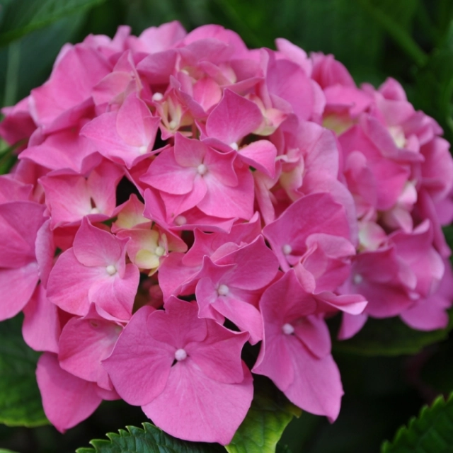 Hortensia preziosa