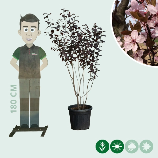 Kerspruim meerstammig