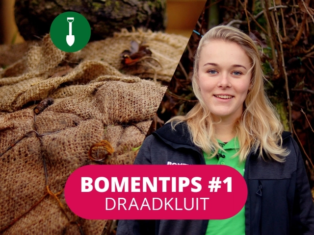 Bomentip #1 ​Boom met draadkluit