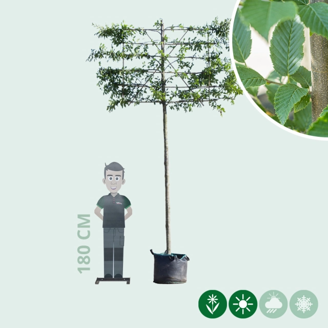 Zuil leihaagbeuk 220 cm